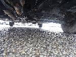 Used 1996 TOYOTA COROLLA SEDAN BF57956 for Sale Image 14