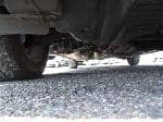 Used 1999 TOYOTA PROGRES BF67475 for Sale Image 13